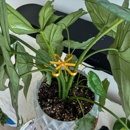 תמיכת גזע צמחים (4 יחידות)