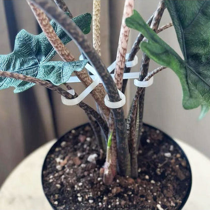 תמיכת גזע צמחים (4 יחידות)