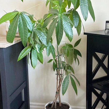 תמיכת גזע צמחים (4 יחידות)